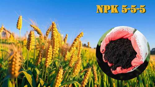 أحدث أخبار الشركة عن الدليل النهائي لـ NPK 5-5-5 الأسمدة العضوية