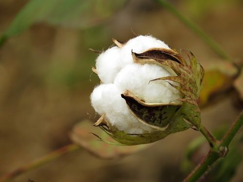 أحدث أخبار الشركة عن Zhengzhou Cotton Masukura يقلل من حجم التداول ، وتقترب أسعار العقود الآجلة في نطاق ضيق